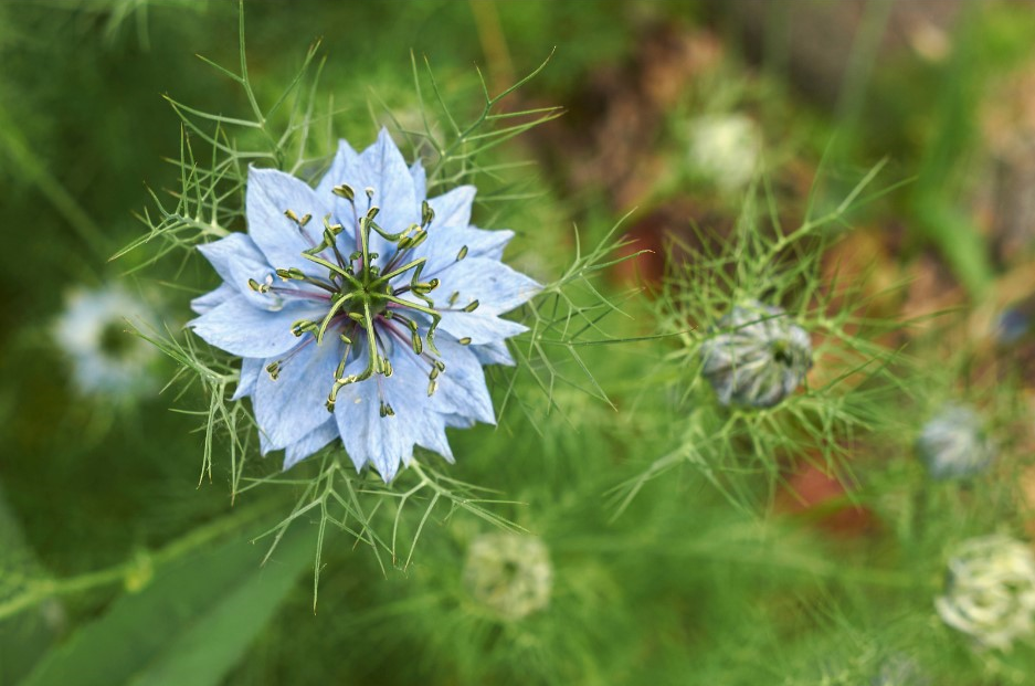 Nigela sativa květ